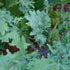 1 Todd's Seeds Red Russian Kale Seed - Pound