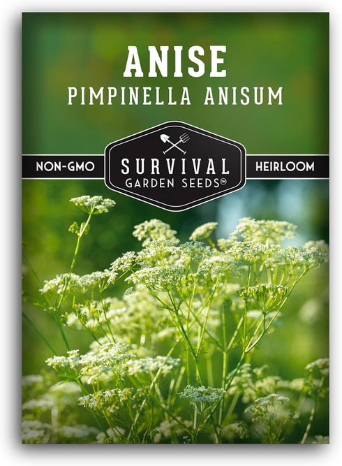 Anise Seeds for Planting - Sweet Anise Herb (Pimpinella anisum) - Culinary