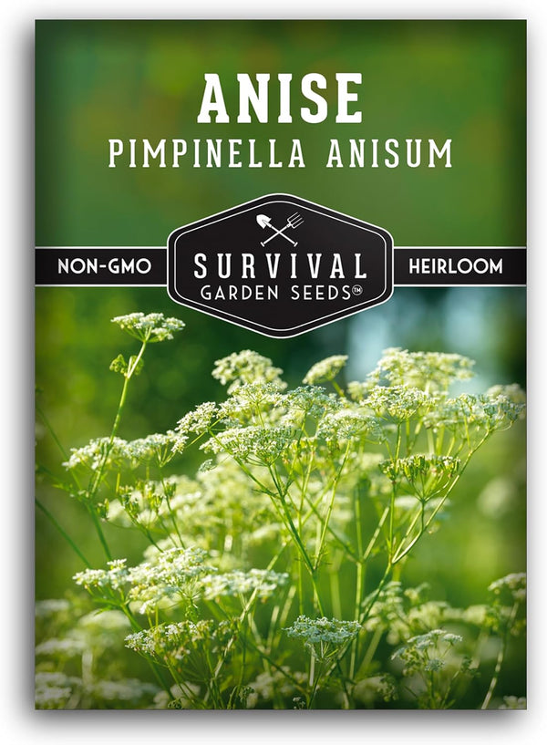 Anise Seeds for Planting - Sweet Anise Herb (Pimpinella anisum) - Culinary