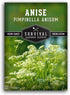 Anise Seeds for Planting - Sweet Anise Herb (Pimpinella anisum) - Culinary