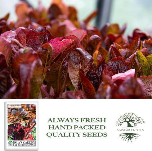 1,000+ Super Red Romaine Lettuce Seeds (Lactuca sativa) Non-GMO Heirloom Seeds by Islas Garden Seeds, Vibrant Red