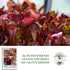 1,000+ Super Red Romaine Lettuce Seeds (Lactuca sativa) Non-GMO Heirloom Seeds by Islas Garden Seeds, Vibrant Red
