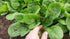 SeedsUP 300+ Seeds Four Season Spinach Viroflay Giant - Vegetable Green