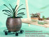 3 Packs 12.8" Metal Plant Caddy With Wheels - Large Rolling Stands Heavy-Duty Wrought Iron Roller Base Pot Movers