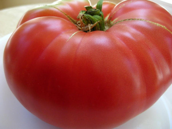 75+ Mortgage Lifter Tomato Seeds- Heirloom Variety- by Ohio Heirloom Seeds
