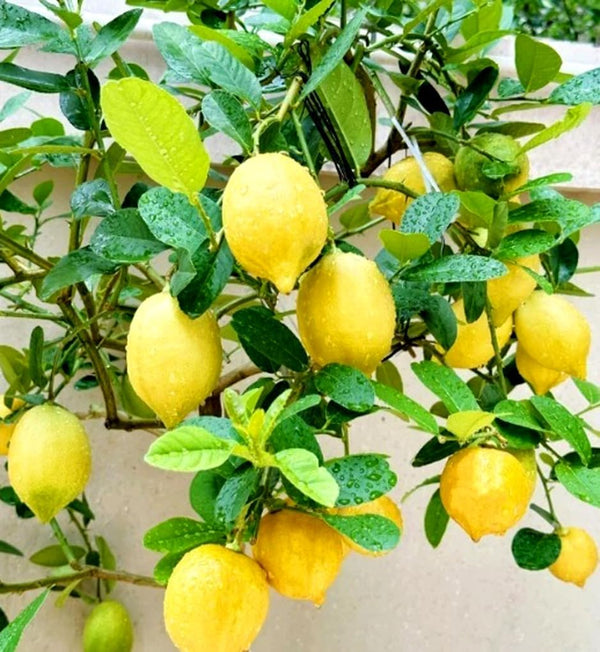 BULBORIUM 30PCS Meyer Lemon Seeds Delicious Fruit Citrus Fruit Garden Tree Seeds Heirloom