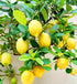 BULBORIUM 30PCS Meyer Lemon Seeds Delicious Fruit Citrus Fruit Garden Tree Seeds Heirloom