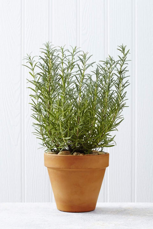 97% Pack) Gaea's Blessing Seeds - Rosemary Seeds - Heirloom Non-GMO Seeds with Easy to Follow Instructions Germination