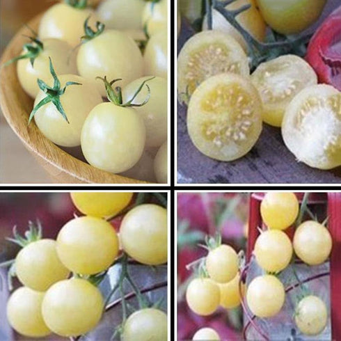 SeedsUA Seeds Cherry Tomato Snow White Heirloom Vegetable for Planting Non GMO