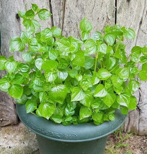 The Lucky Stars 5000 Crab Claw Seeds - Rau Cang Cua - Herb Peperomia Pellucida