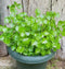 The Lucky Stars 5000 Crab Claw Seeds - Rau Cang Cua - Herb Peperomia Pellucida