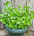 The Lucky Stars 5000 Crab Claw Seeds - Rau Cang Cua - Herb Peperomia Pellucida