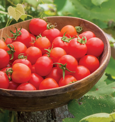 100' 50 Burpee 'Super Sweet Hybrid, Cherry Tomato, Non-GMO Seeds