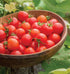 100' 50 Burpee 'Super Sweet Hybrid, Cherry Tomato, Non-GMO Seeds