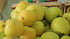 3 Golden Delicious Apple Tree - Grow Fresh Fruit - Live Plant Shipped Feet Tall by DAS Farms
