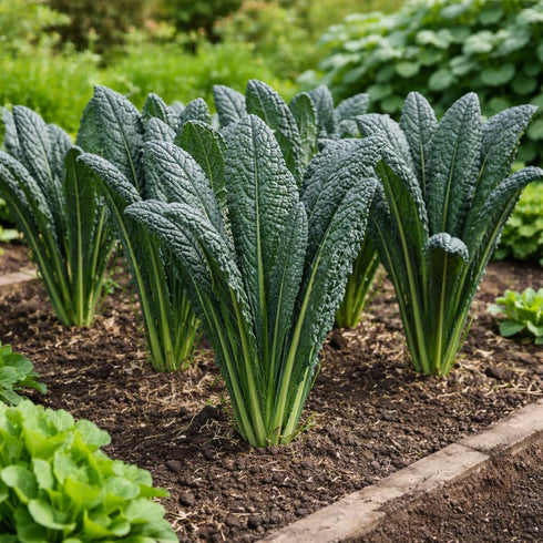 Sunutri Seeds Black Tuscan Lacinato Kale Seeds Dark Blue-Green Leaves with Upright Growth for Home Gardens, Raised Beds