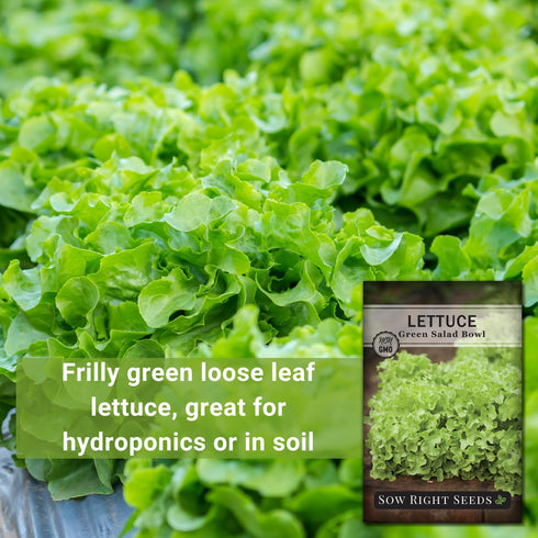 Packet (4) Sow Right Seeds - Salad Bowl Green Leaf Lettuce Seeds for Planting - Non-GMO Heirloom with Instructions
