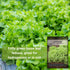 Packet (4) Sow Right Seeds - Salad Bowl Green Leaf Lettuce Seeds for Planting - Non-GMO Heirloom with Instructions