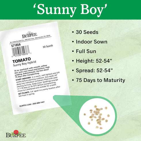 30 Burpee 'Sunny Boy' Hybrid, Yellow Beefsteak Slicing Tomato, Non-GMO Seeds