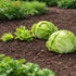 Sunutri Seeds Crisphead Iceberg Lettuce Seeds Compact Round Heads with Crisp Texture for Home Gardens, Raised Beds