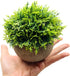 Mini Fake Cypress Cedar Plants - Small Artificial Faux Greenery for Bathroom Home Office Desk Decor (Potted Plants) (2)