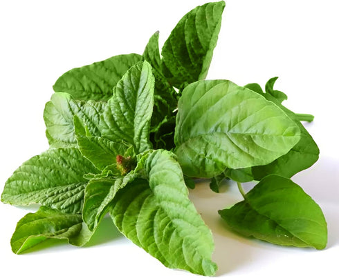 KVITER 500 Green Leaf Amaranth Seeds (Amaranthus Mangostanus) Organic Chinese Spinach Seeds/Callaloo