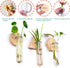 6-Pack Geometric Glass Plant Propagation Station with Wooden Stand