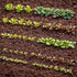 Sunutri Seeds 2500+ 9 Greens Seeds Collection, Seeds, Heirloom Varieties, Arugula, Beet, Upland Cress, Vates Collard