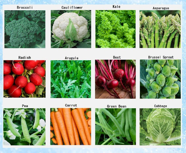 Apexmode Premium Winter Vegetable Seeds for Planting Organic Non-GMO Heirloom Seeds 12 Varieties: