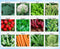 Apexmode Premium Winter Vegetable Seeds for Planting Organic Non-GMO Heirloom Seeds 12 Varieties: