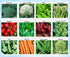 Apexmode Premium Winter Vegetable Seeds for Planting Organic Non-GMO Heirloom Seeds 12 Varieties: