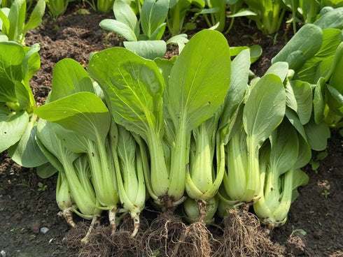 Generic 3000+ Organic Bok Choy Seeds Ci Tha Pak Choi Chinese Cabbage Non-GMO,