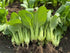 Generic 3000+ Organic Bok Choy Seeds Ci Tha Pak Choi Chinese Cabbage Non-GMO,