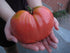 SeedsUA 40 Beefsteak Giant Tomato Russian Hercules Seeds Heirloom Vegetable for Planting Non GMO Seeds