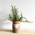 2Pack Indoor Plant Trellis Metal Wire Garden Trellis Small Climbing Leaf Shape Trellis for Garden Potted Plant
