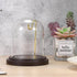 JUXYES Clear Watch Glass Display Dome Cloche With Hook, Dome Cloche with Hook with Wooden Base, Transparent Dome Cloche