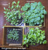 HipGirl 2026 Bird-200 #1,Purple/Red-1g) Early Perilla Seeds for Planting/Shiso Seeds for Planting.Heirloom Non GMO Seed