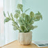 12.6" AlphaAcc Artificial Plant Eucalyptus in White Embossed Ceramic Pot Lifelike Faux Plants Decorative Fake Greenery