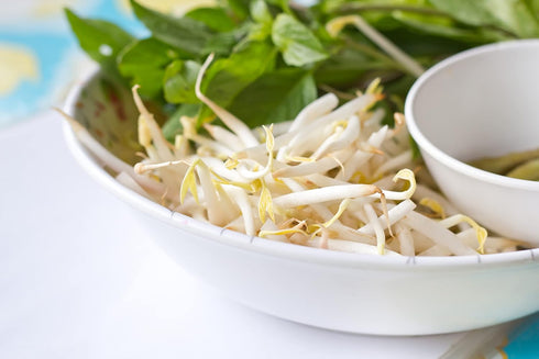 5 Todd's Seeds Sprouting Seeds Mung Bean, Chinese Bean Sprouts, Pounds