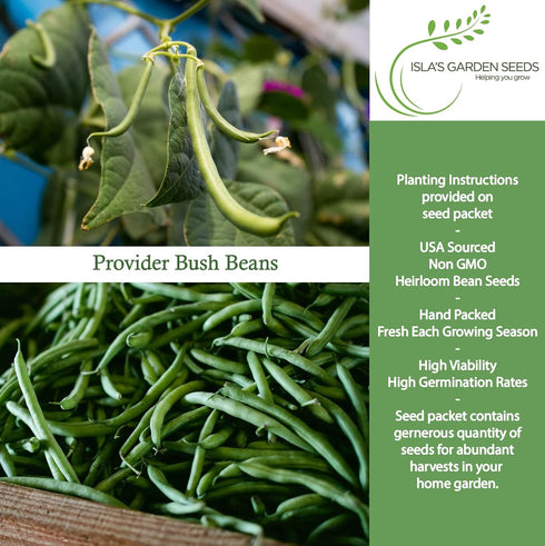 30+ Provider Bush Green Bean Seeds (Phaseolus vulgaris) Non-GMO Heirloom by Islas Garden, Early Harvest Variety