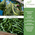 30+ Provider Bush Green Bean Seeds (Phaseolus vulgaris) Non-GMO Heirloom by Islas Garden, Early Harvest Variety