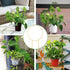 Kiouposy 2 Pack 15" Circle Trellis for Climbing Plants Indoor, Gold Small Plant Support Stakes, Flower Houseplant Hoya