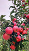 100 Pcs Apple Seeds for Planting, Heirloom, Non GMO