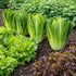 Sunutri Seeds Parris Island Romaine Lettuce Seeds Crisp Upright Heads, Heat-Tolerant Heirloom Variety for Home Gardens
