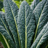 Sunutri Seeds Black Tuscan Lacinato Kale Seeds Dark Blue-Green Leaves with Upright Growth for Home Gardens, Raised Beds