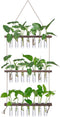 XXXFLOWER Wall Hanging Propagation Station with Wooden Stand 21 Glass Test Tubes