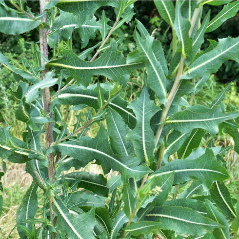 50 Wild Lettuce Seeds (Lactuca virosa) Heirloom - Non GMO - Open Pollinated