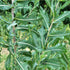 50 Wild Lettuce Seeds (Lactuca virosa) Heirloom - Non GMO - Open Pollinated