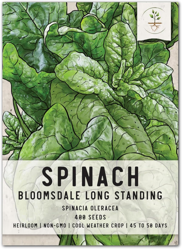 Seed Needs, Bloomsdale Long Standing Spinach Seeds - 250 Heirloom Seeds for