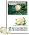 Snowball Self-Blanching Cauliflower Seeds 1000+ Non-GMO & Heirloom Seeds, Brassica oleracea VAR.